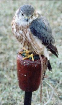 Namesake and symbol of U.S.S.Merlin.